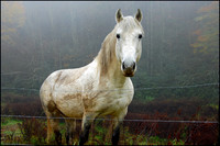 Wildlife
