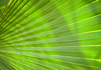 US Botanical Garden