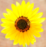 Mainly Sunflowers